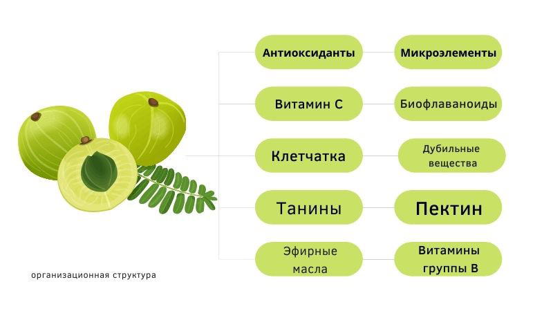 Крыжовник химический состав. Амла плоды. Полезные вещества в крыжовнике. Крыжовник витамины и микроэлементы. Амла полезные свойства.