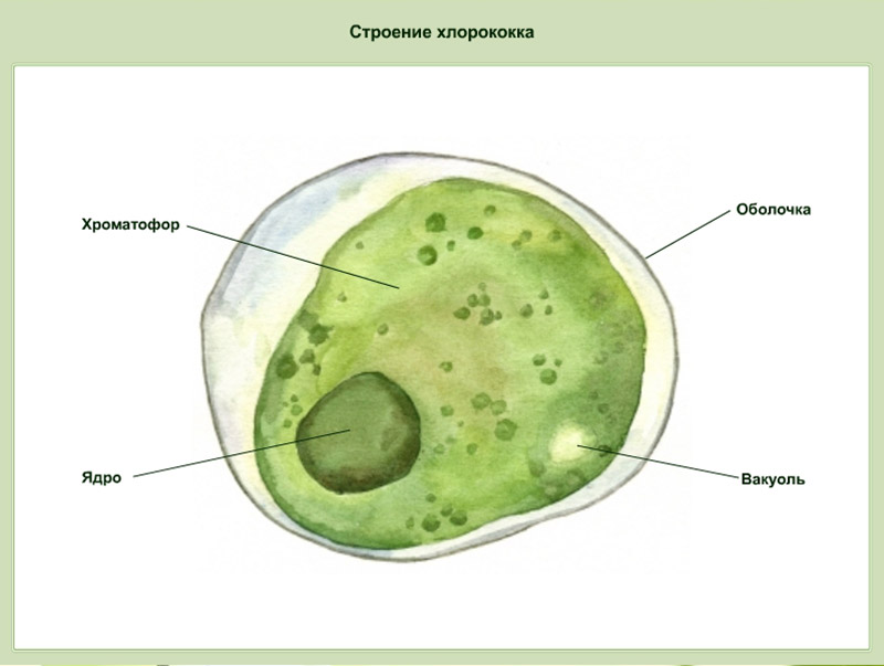 Хлорелла строение рисунок