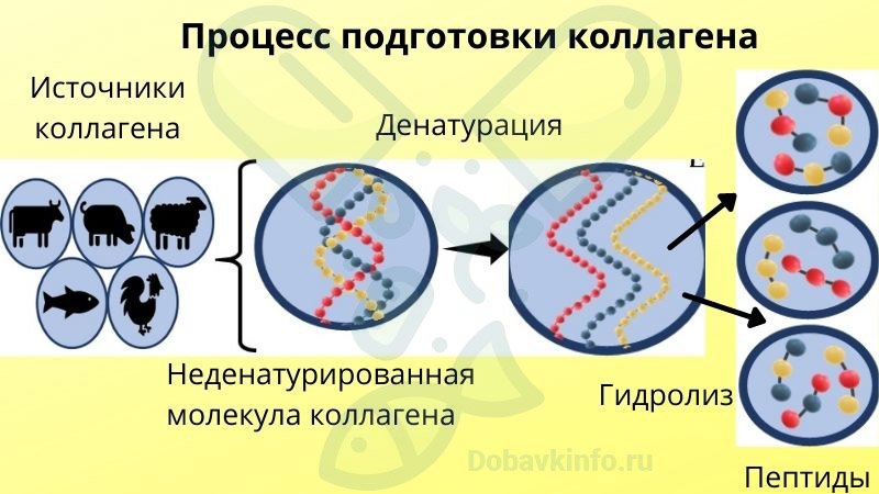 процесс подготовки коллагена